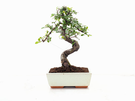 Chinese Elm Bonsai and Care Kit in 18cm Cream Ceramic Pot