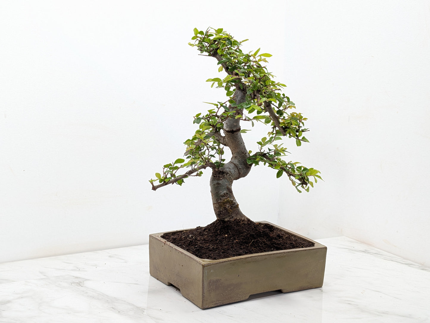 Chinese Elm Bonsai and Care Kit in 22cm Tundra Ceramic Dish