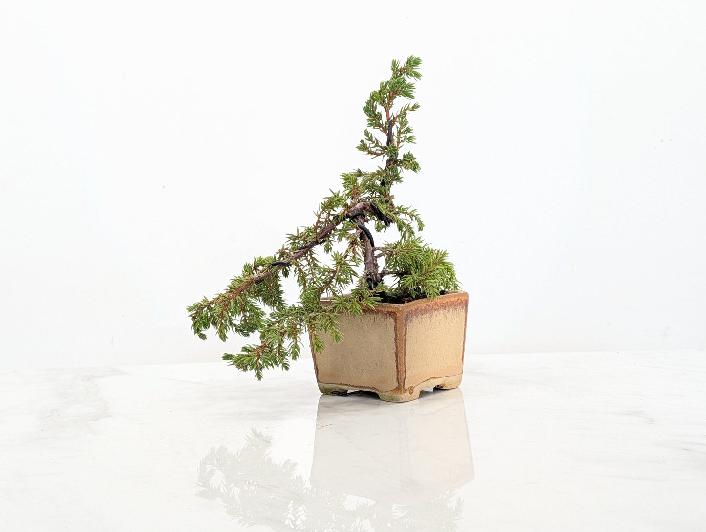 Juniper -Juniperus - Bonsai Starter