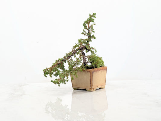 Juniper -Juniperus - Bonsai Starter