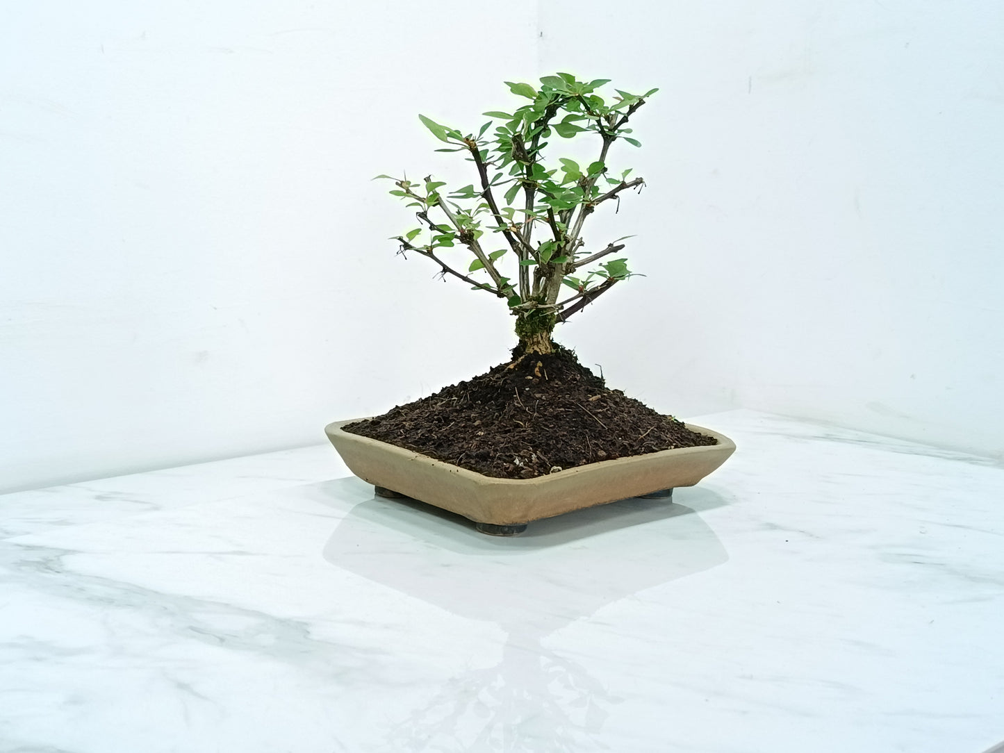 Berberis Bonsai Tree - 18cm Ceramic Dish