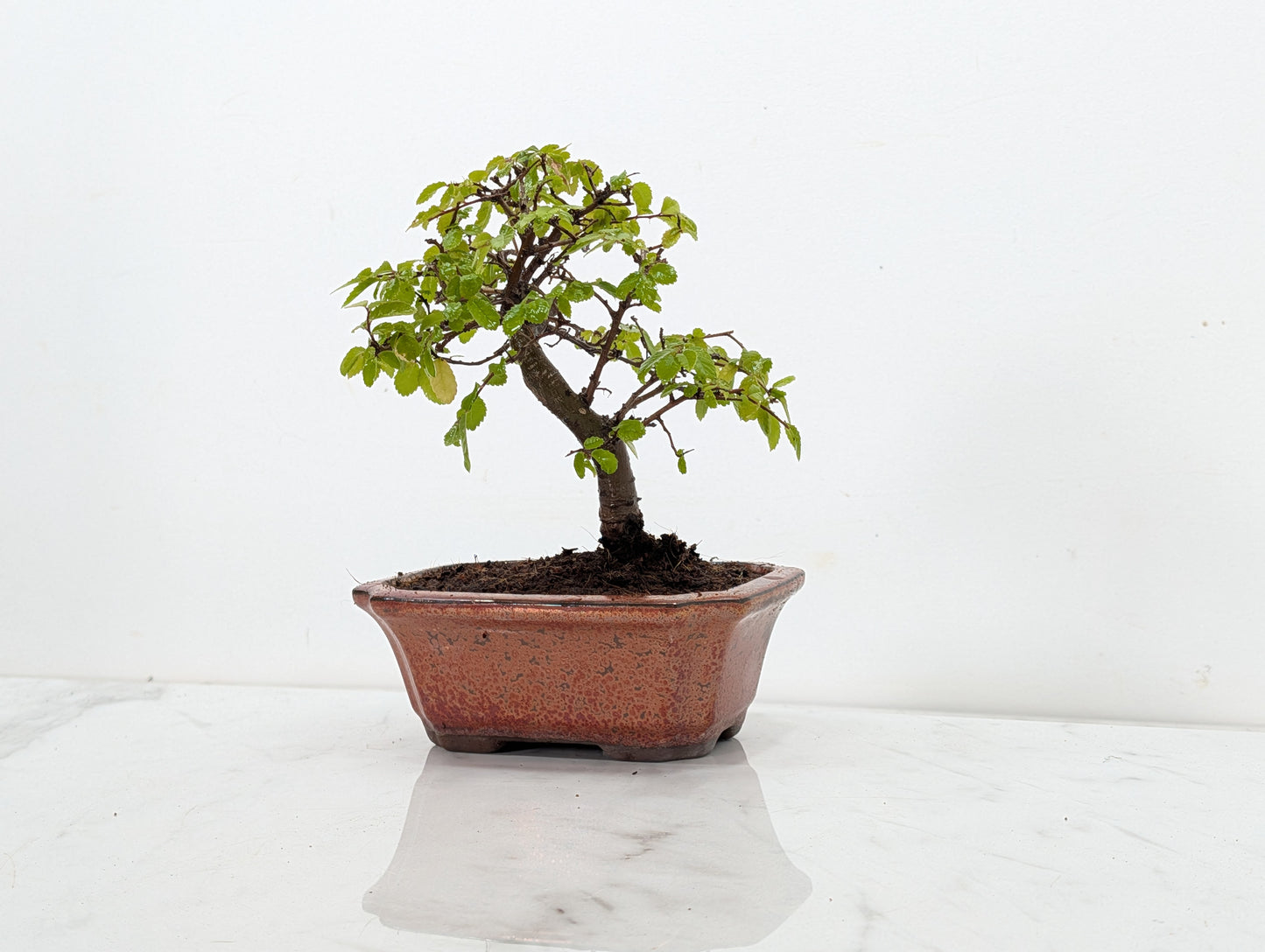 Chinese Elm Bonsai + Full Care Kit in a 15cm Bronze Ceramic Pot