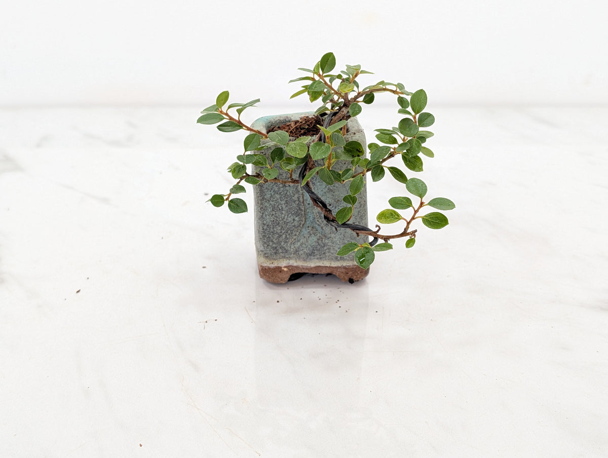 Cotoneaster Bonsai Tree