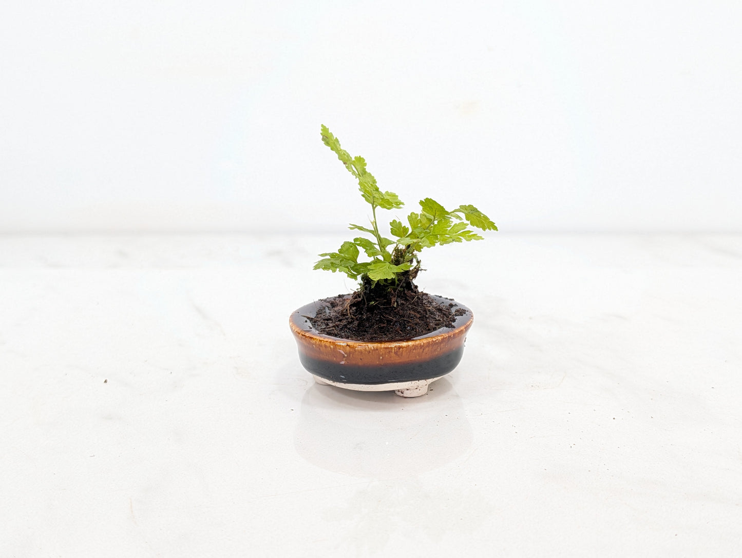 Kusamono - 'Accent Plant - 'Simple Fern'