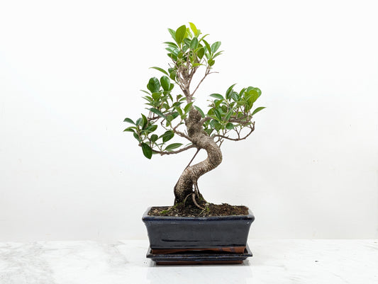 Banyan Fig Bonsai -20cm Navy Pot