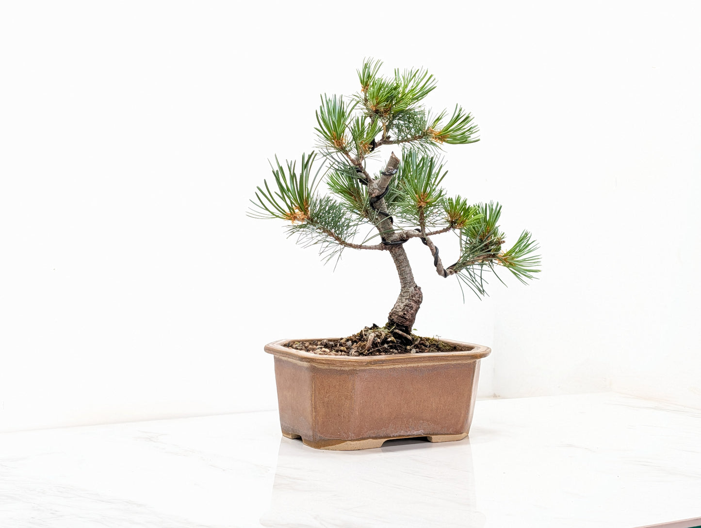 Japanese White Pine Bonsai