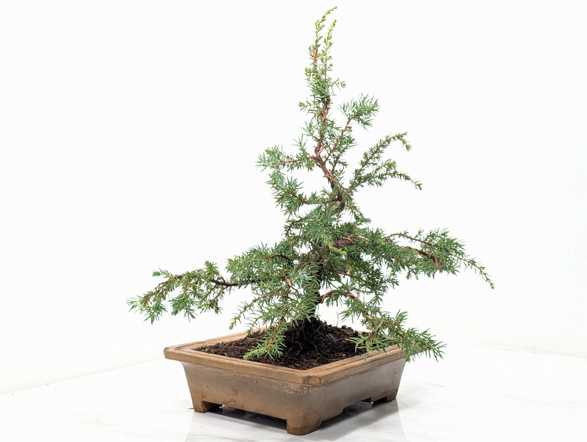 Juniper -Juniperus communis - Bonsai  - 20.5cm Topaz Large Rimmed Dish