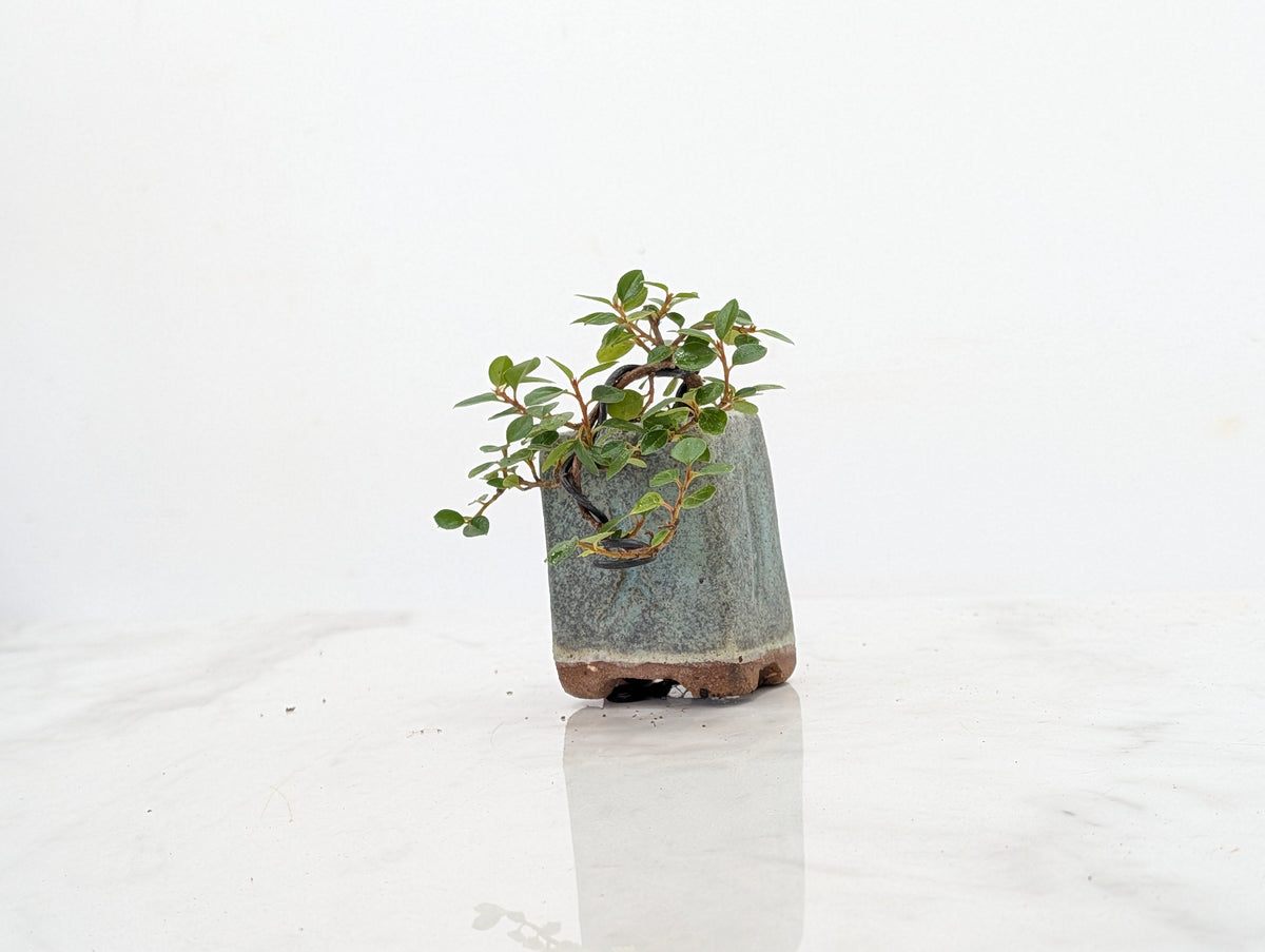 Cotoneaster Bonsai Tree