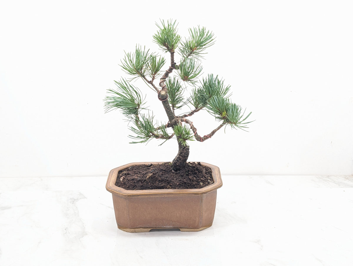 Japanese White Pine Bonsai