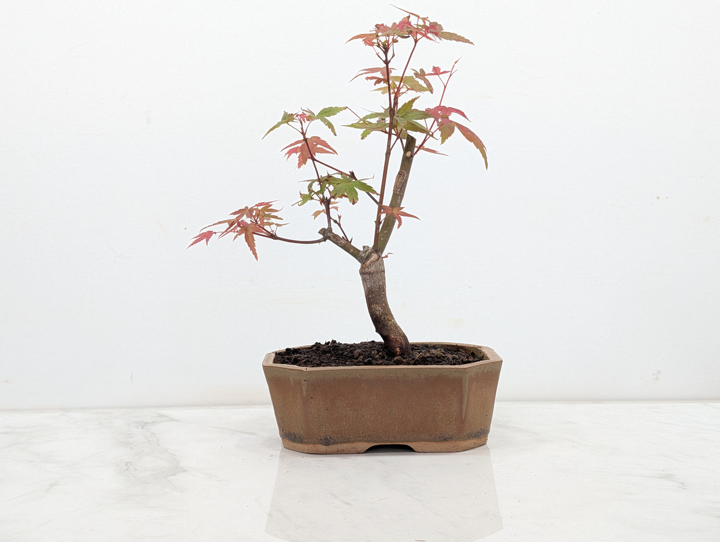 Deshojo Japanese Maple Bonsai + Care Kit