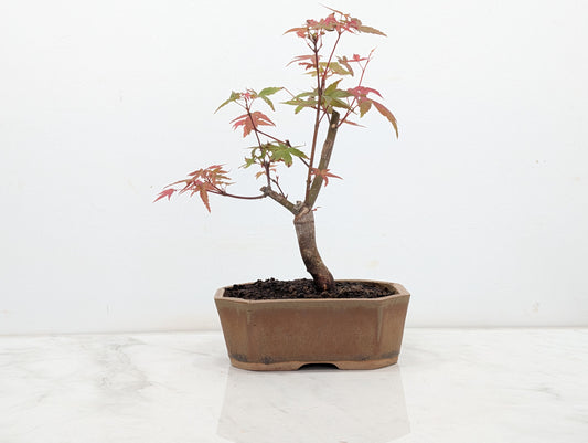 Deshojo Japanese Maple Bonsai + Care Kit