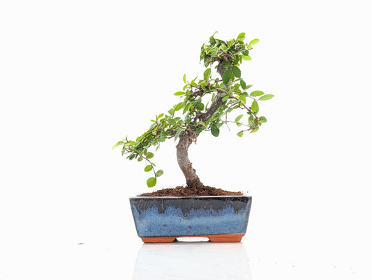 Chinese Elm Bonsai and Care Kit in 15cm Navy Ceramic Pot