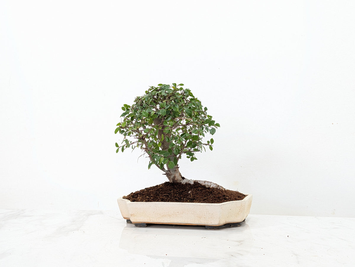 Chinese Elm Bonsai in 21cm Romantic Cream Ceramic Dish+ Care Kit