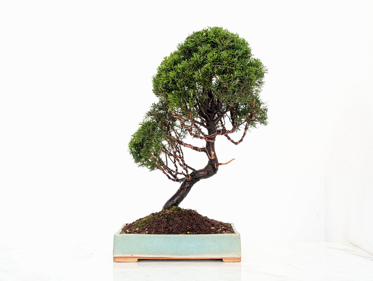 Juniper - Japanese Imported Bonsai