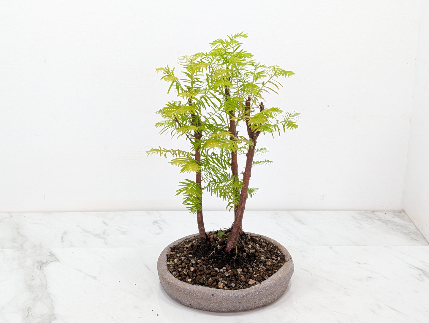 Dawn Redwood Bonsai 3 Tree Group