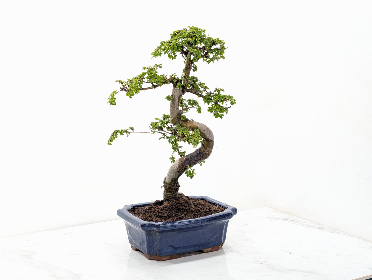 Chinese Elm 19cm Royal Blue Rectangular Pot & Care Kit