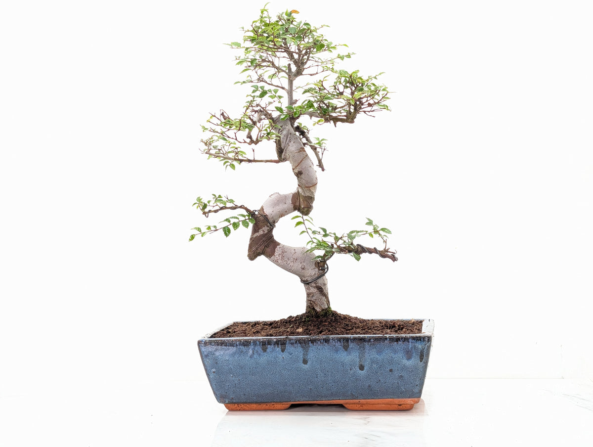 Chinese Elm Bonsai and Care Kit in 25cm Navy Ceramic Pot
