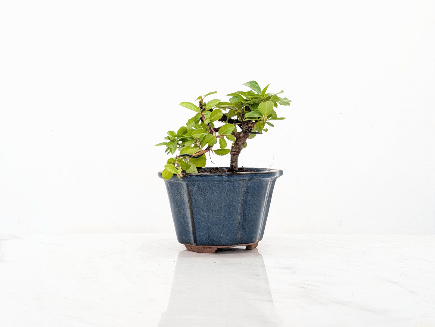 Pyracantha Bonsai Starter Tree