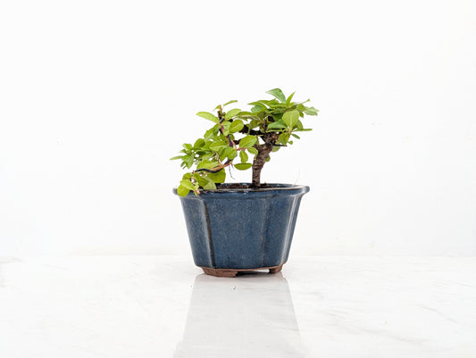 Pyracantha Bonsai Starter Tree