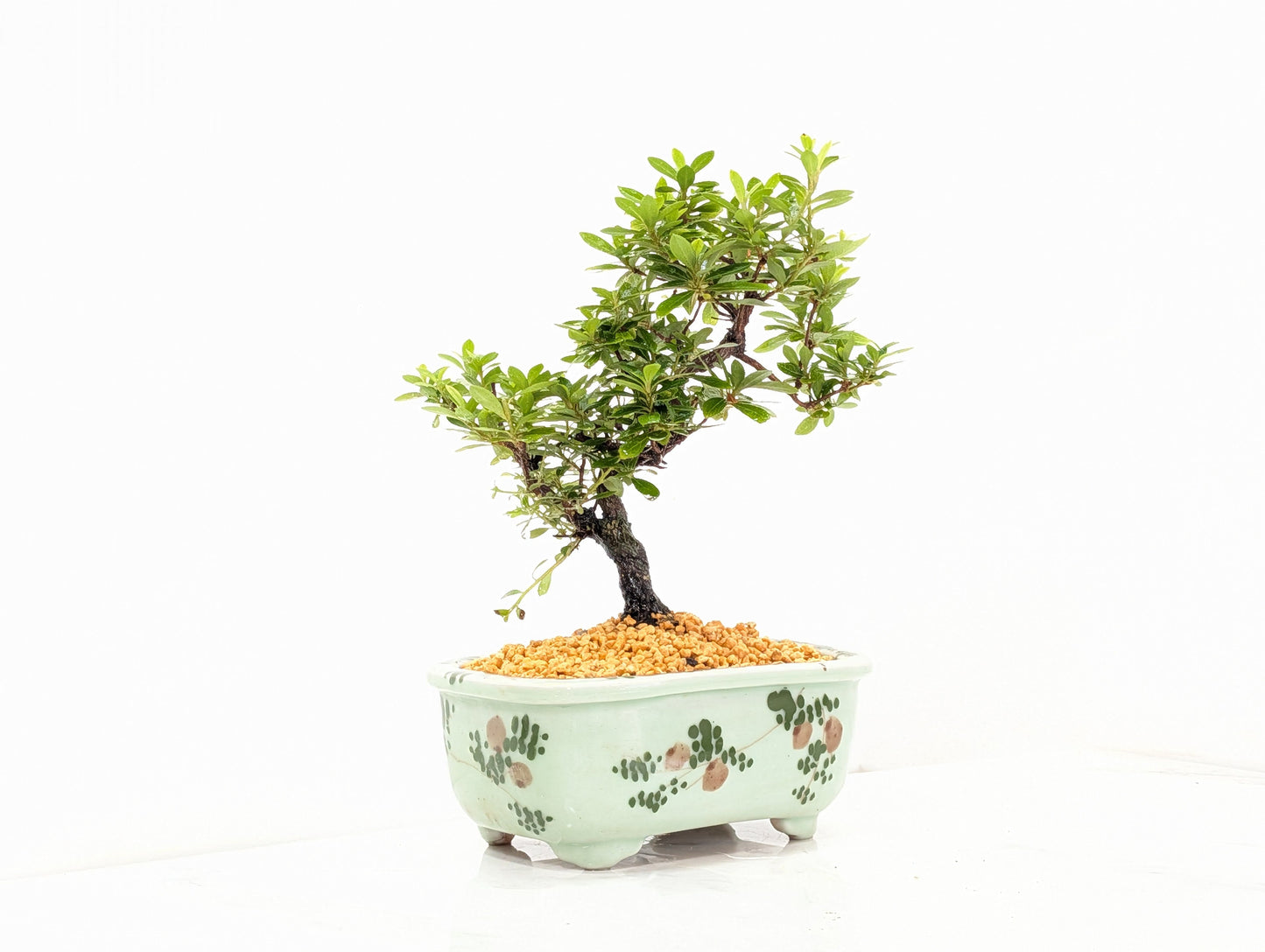 Satsuki Azalea Bonsai & Care Kit