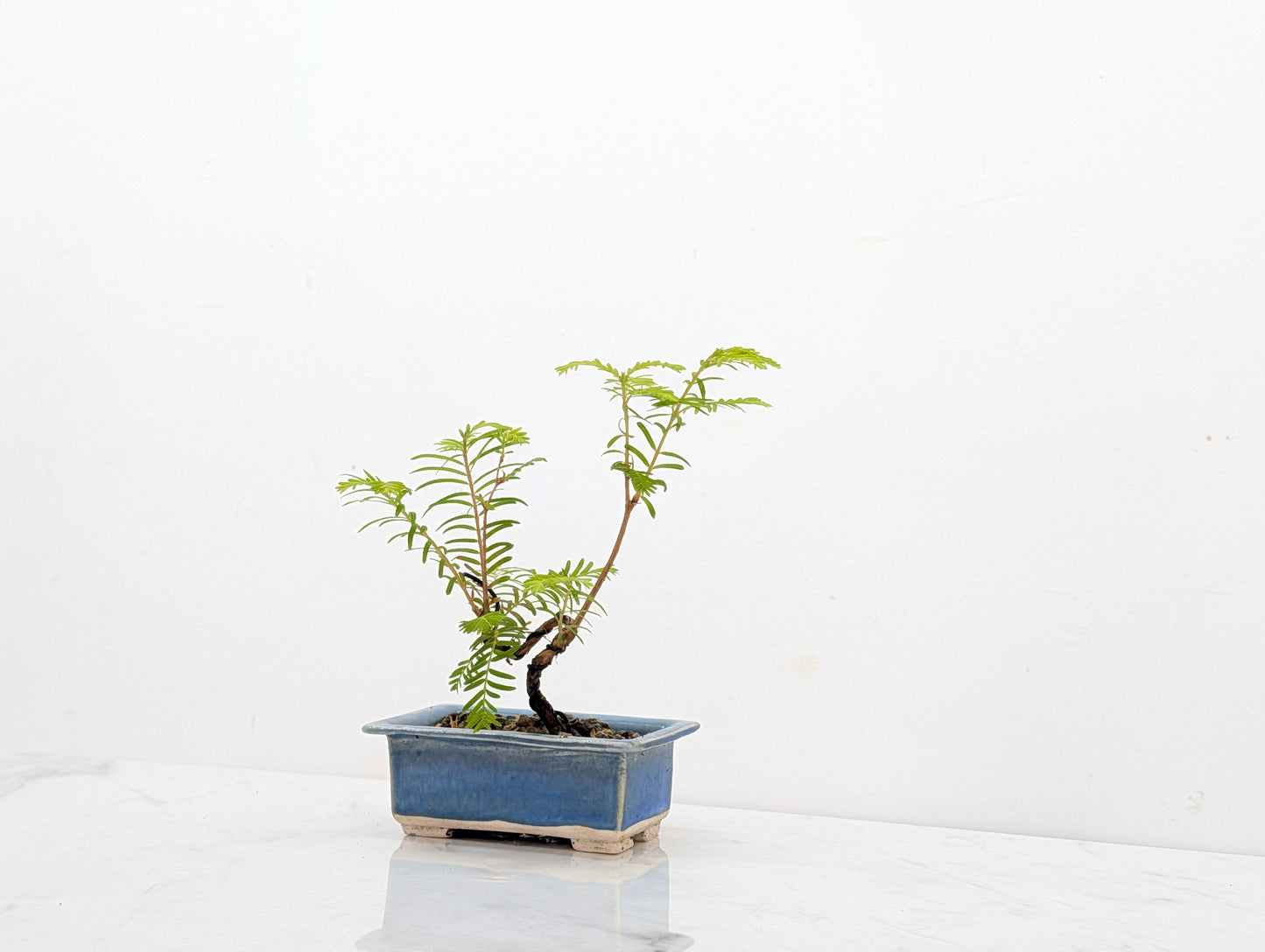 Dawn Redwood Bonsai Starter Tree