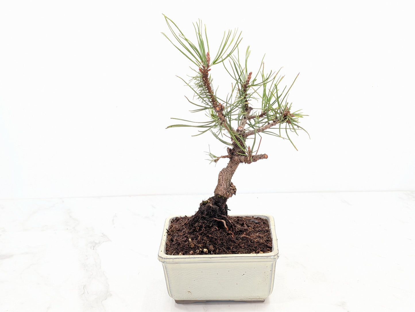 Mugo Pine Bonsai