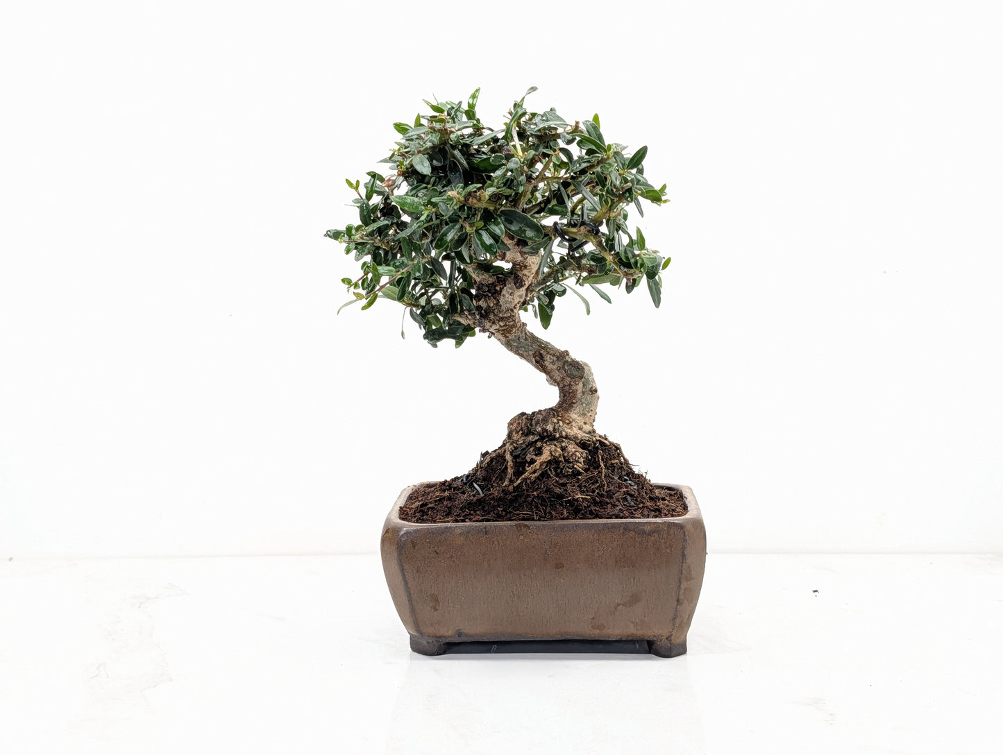 Dwarf Olive  Bonsai