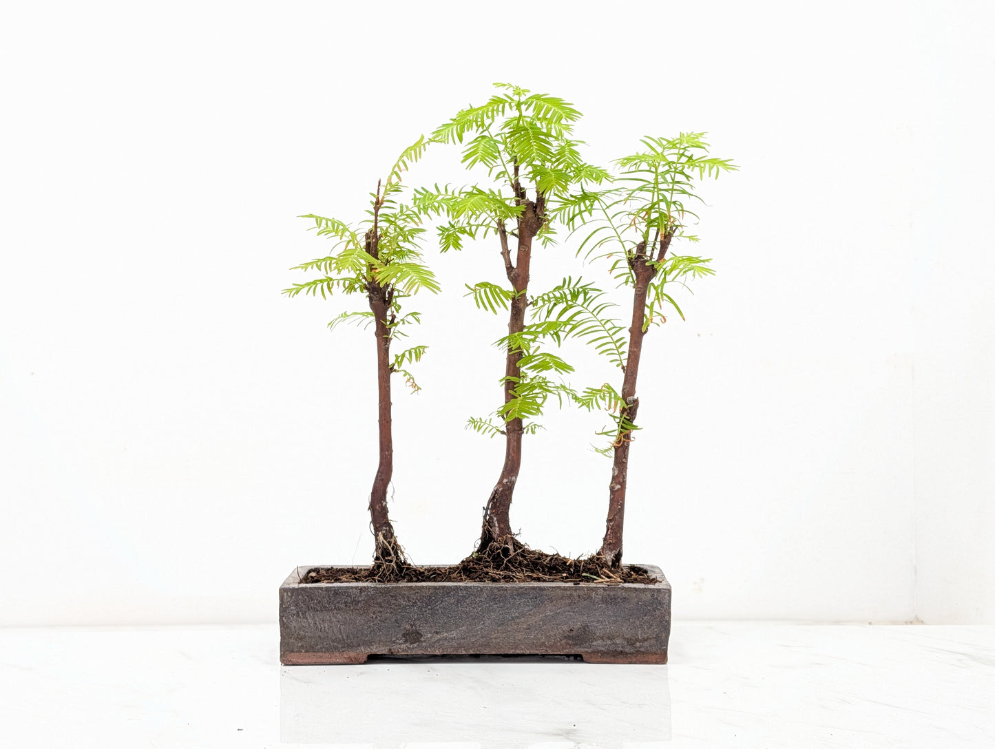 Dawn Redwood Bonsai 3 Tree Group