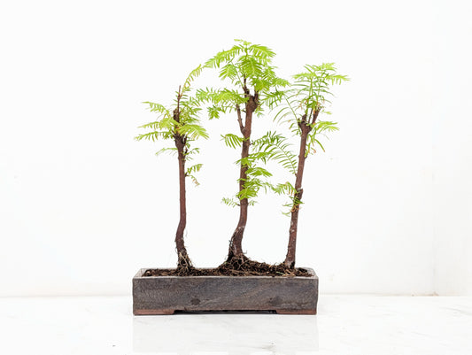 Dawn Redwood Bonsai 3 Tree Group