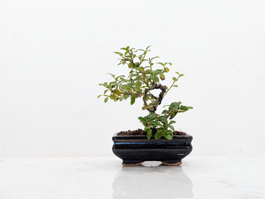 Cotoneaster Bonsai Starter Tree