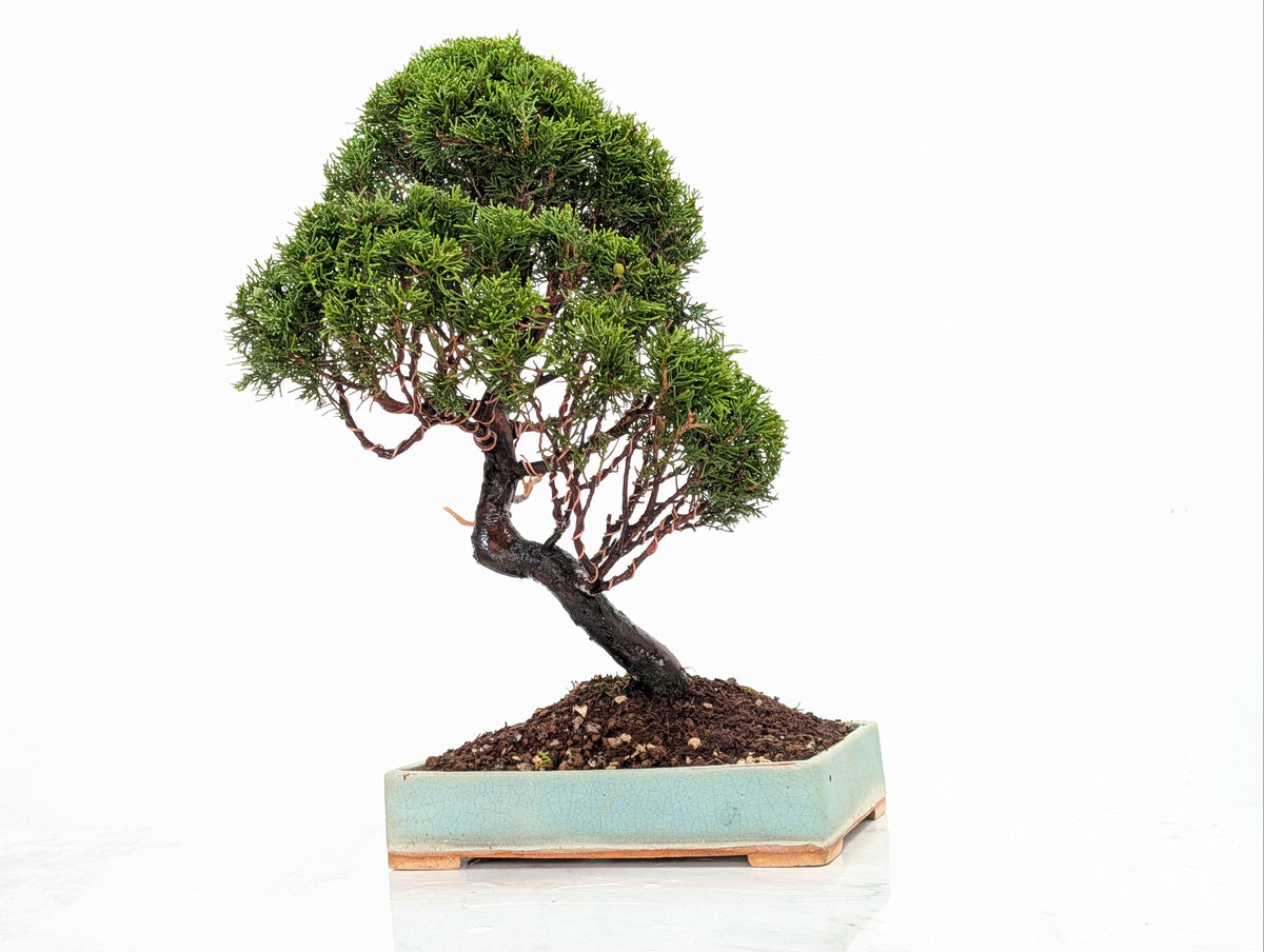 Juniper - Japanese Imported Bonsai