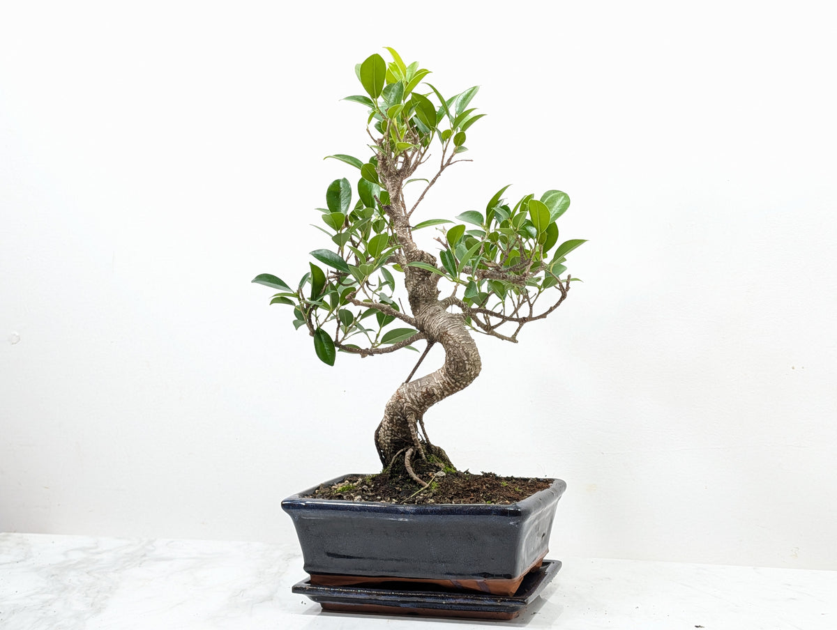 Banyan Fig Bonsai -20cm Navy Pot