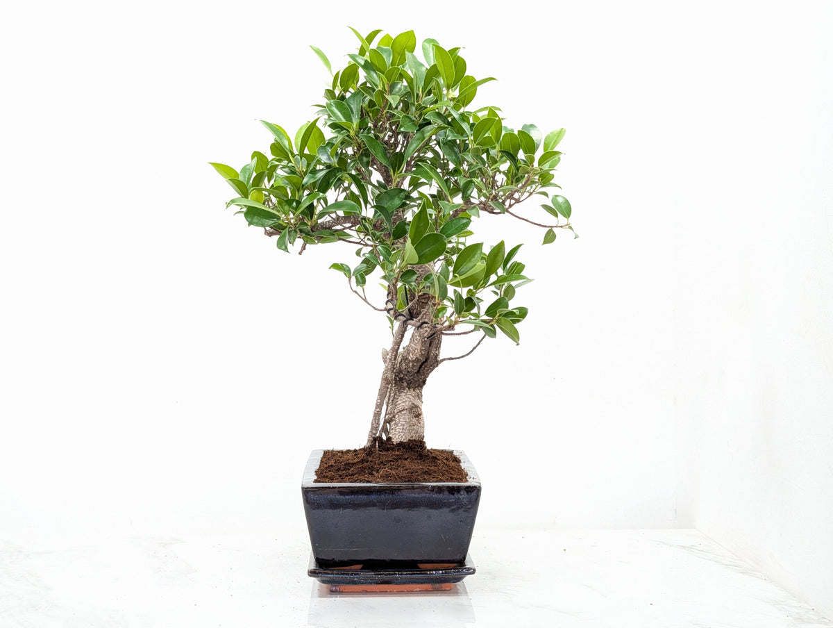 Banyan Fig Bonsai -25cm Blue Pot /Tray + Care Kit
