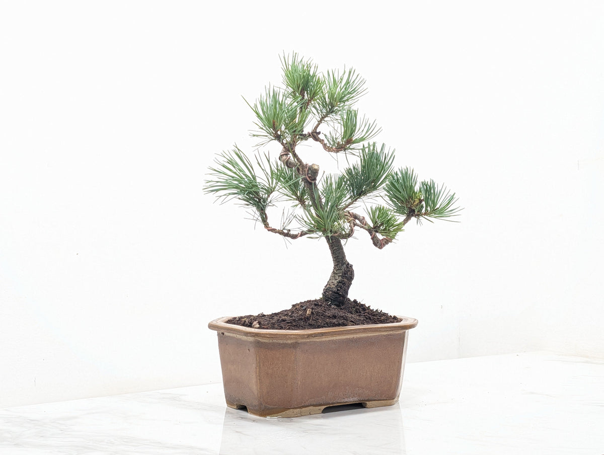 Japanese White Pine Bonsai