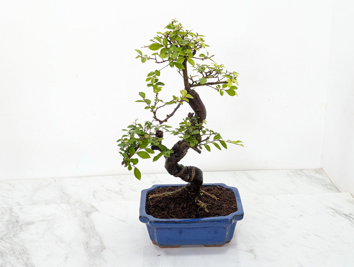 Chinese Elm 19cm Royal Blue Rectangular Pot & Care Kit