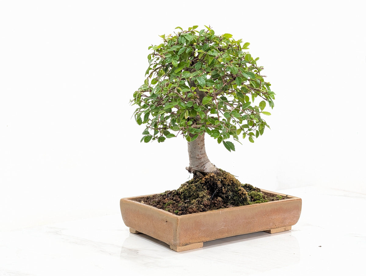 Chinese Elm Bonsai in 20cm Topaz Ceramic Dish+ Care Kit