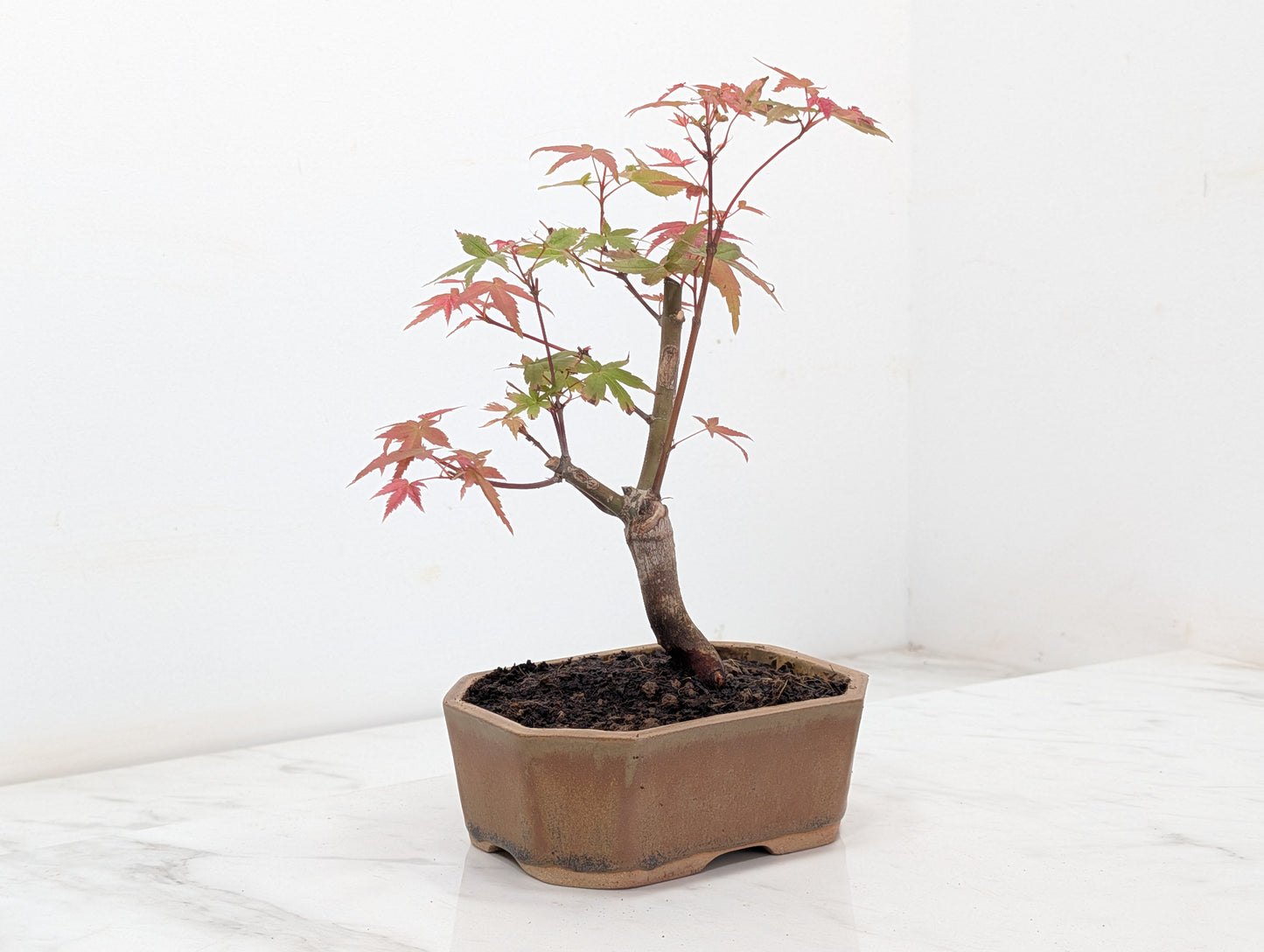 Deshojo Japanese Maple Bonsai + Care Kit