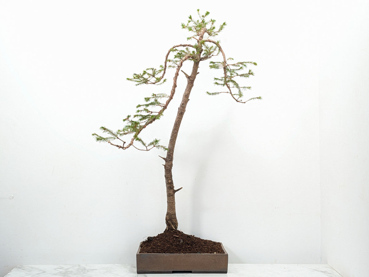 Spruce Bonsai - 25cm Venus Brown Ceramic