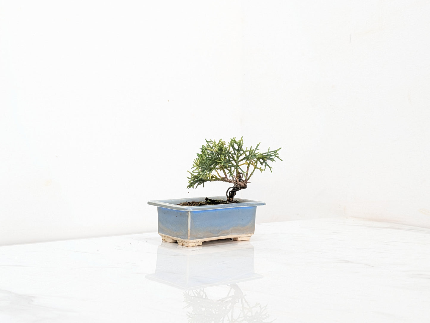 Juniper -Juniperus Chinesis Blaauw