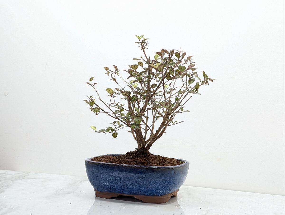 New Zealand Myrtle Bonsai