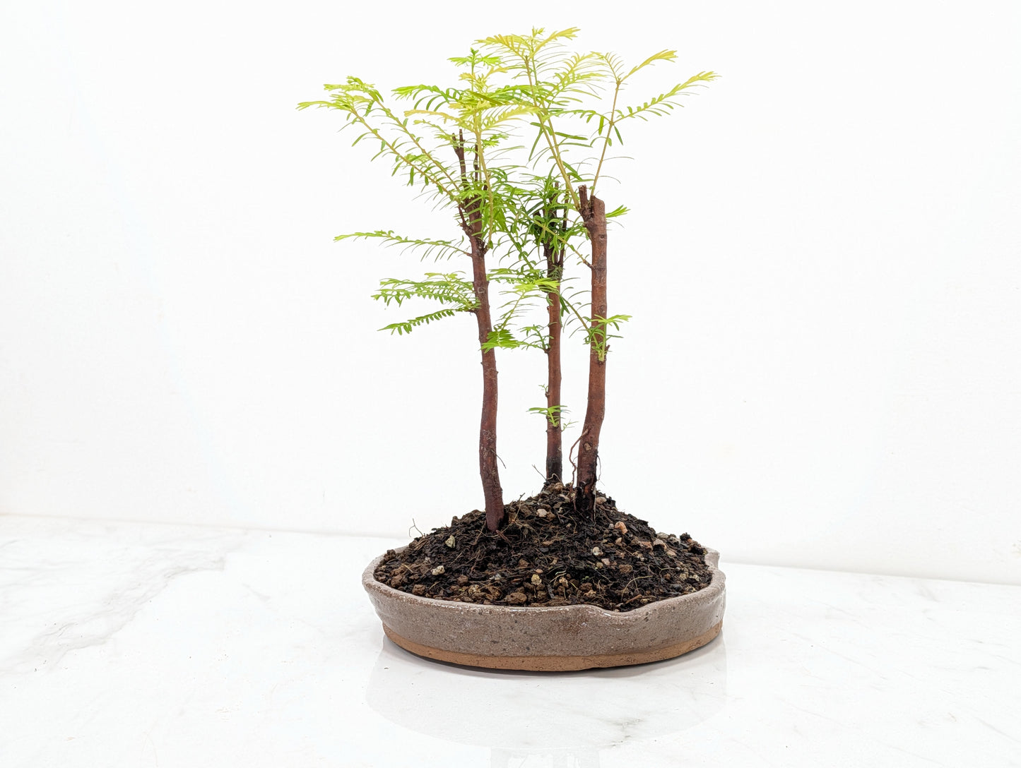 Dawn Redwood Bonsai 3 Tree Group