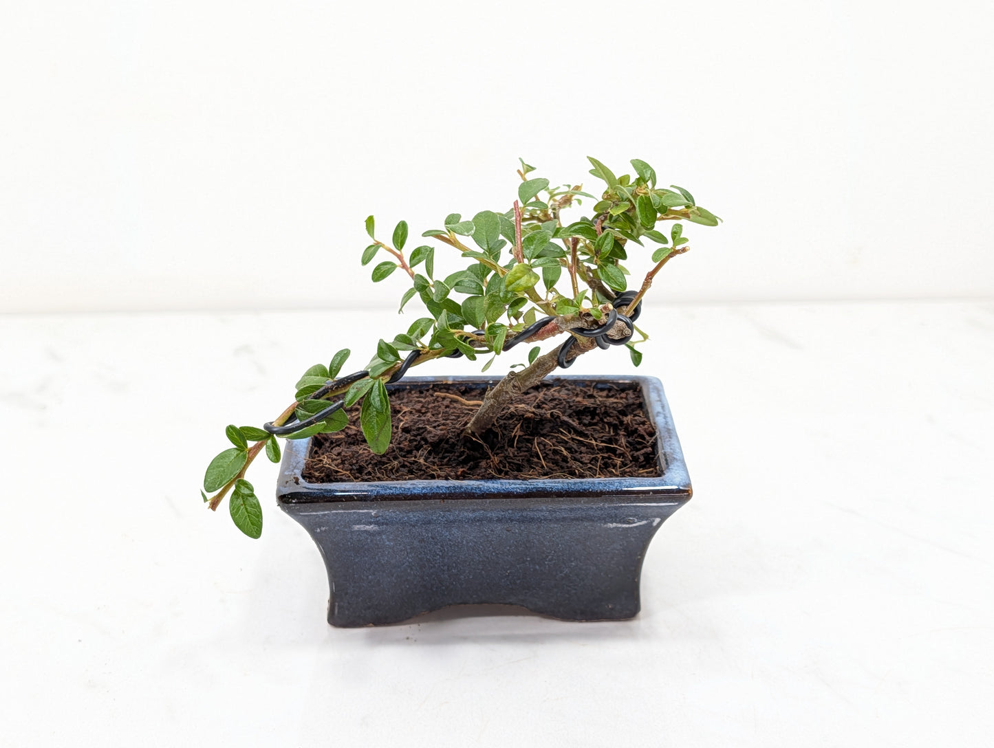 Cotoneaster Bonsai Starter Tree
