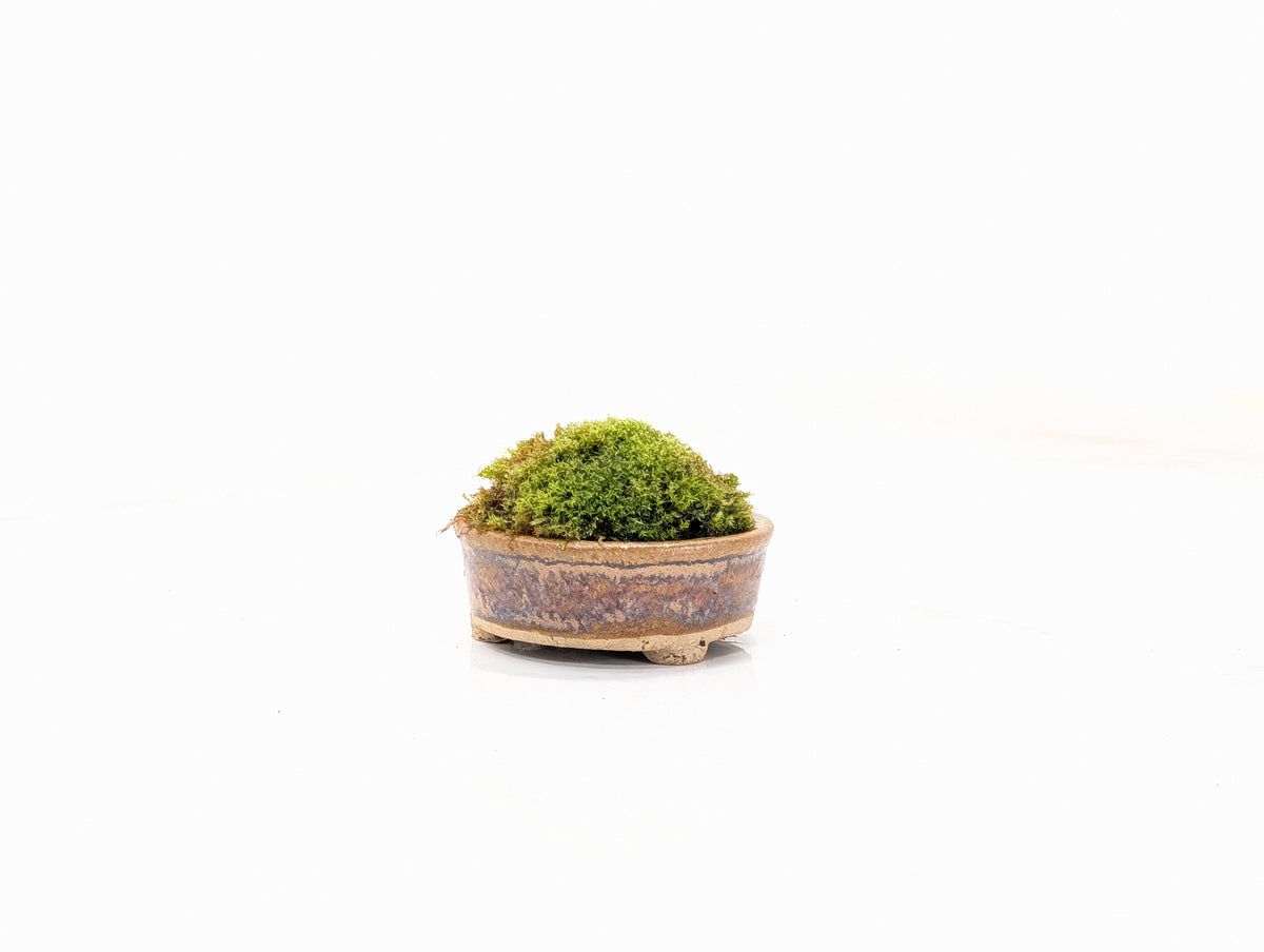 Kusamono - 'Accent Plant - 'Simple Moss'
