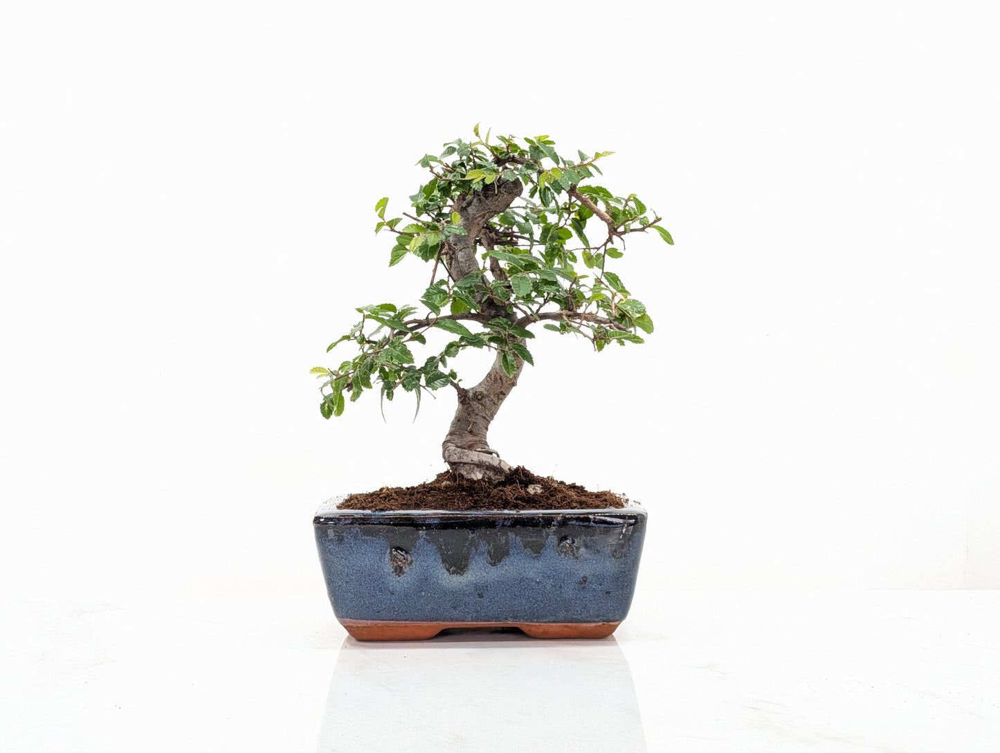 Chinese Elm Bonsai and Care Kit in 15cm Navy Ceramic Pot
