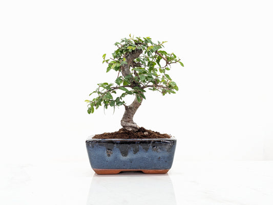 Chinese Elm Bonsai and Care Kit in 15cm Navy Ceramic Pot