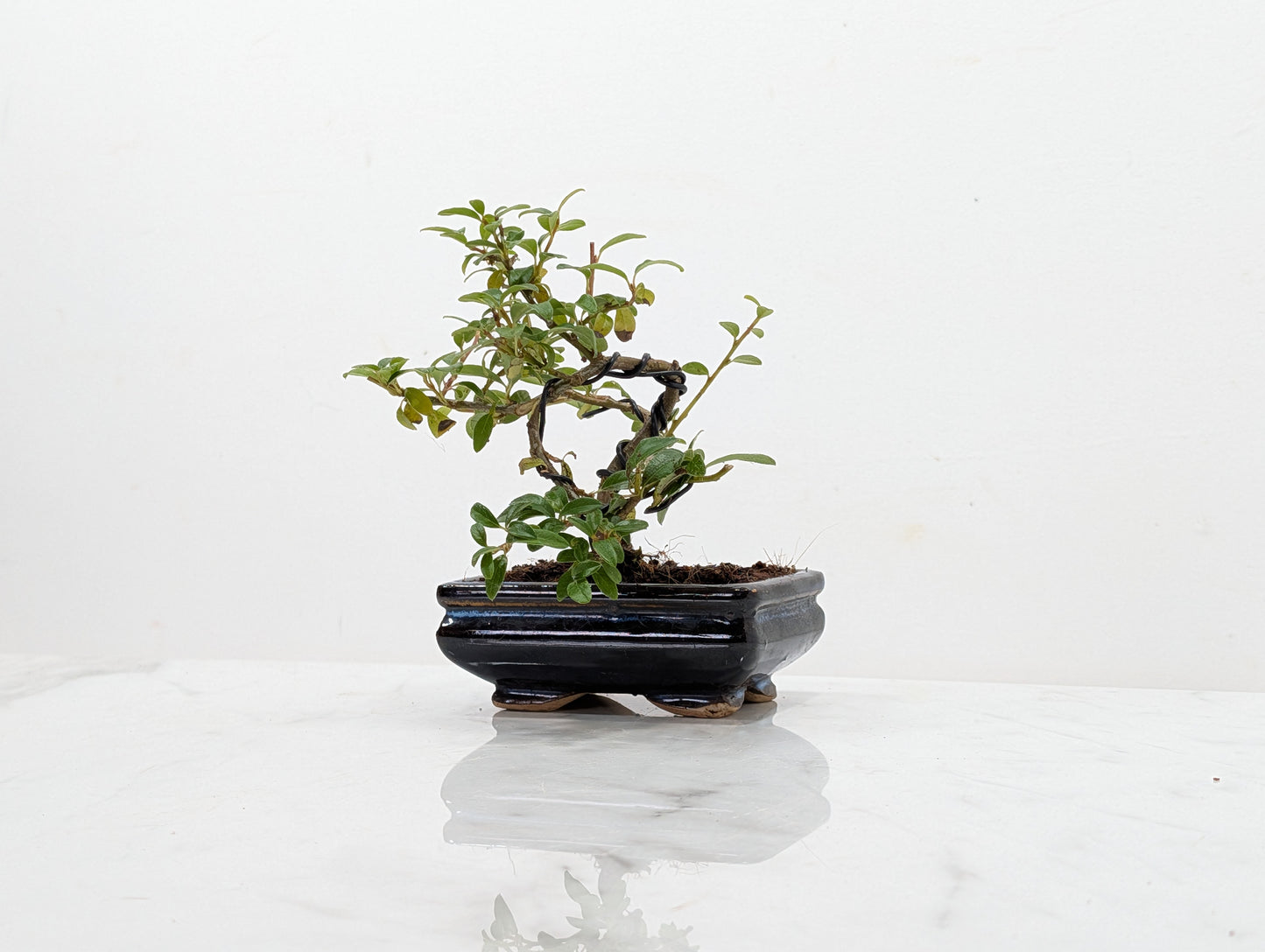 Cotoneaster Bonsai Starter Tree