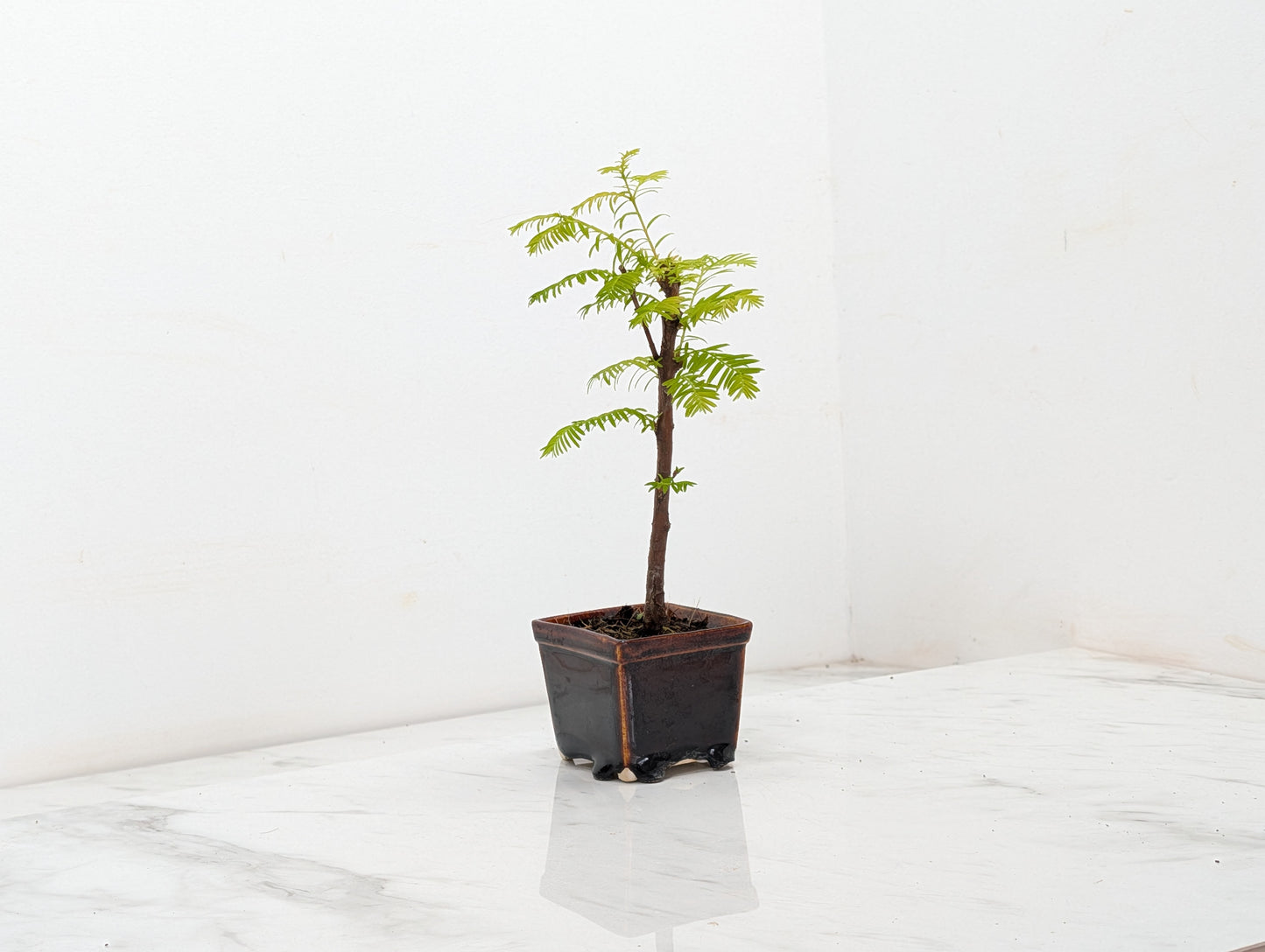 Dawn Redwood Bonsai Starter Tree