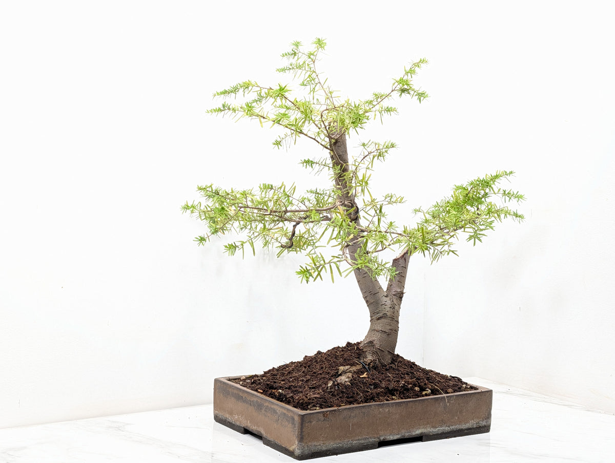 Eastern Hemlock - Tsuga   Bonsai