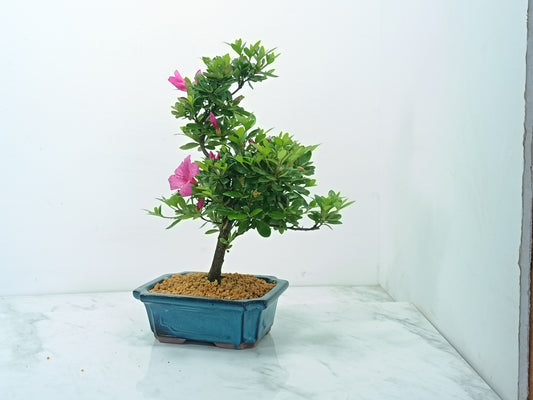 Satsuki Azalea Bonsai & Care Kit
