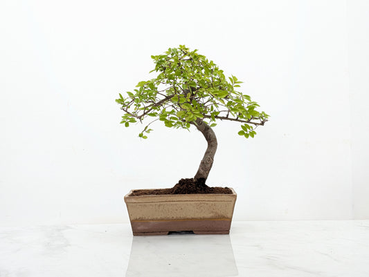 Chinese Elm Bonsai in 17cm Topaz Deep Ceramic Pot + Care Kit